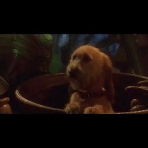 Meet your Posher, Carl